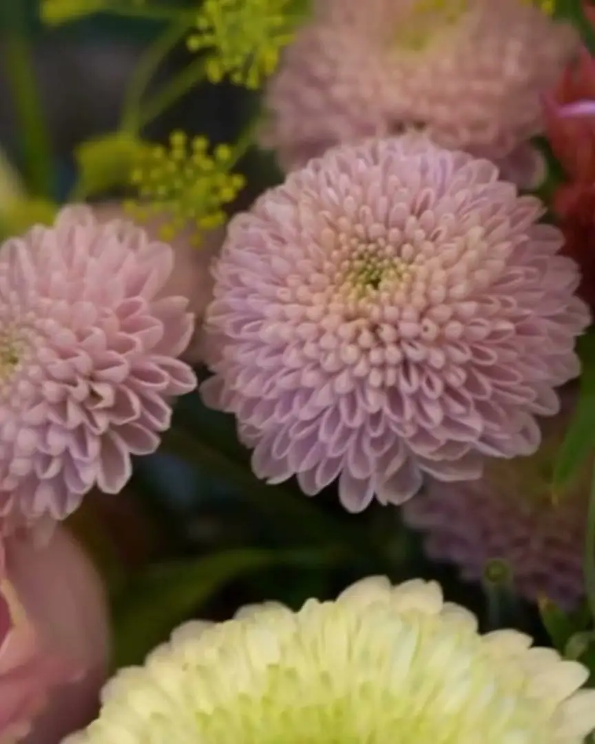 Buket med rosa krysantemum og roser